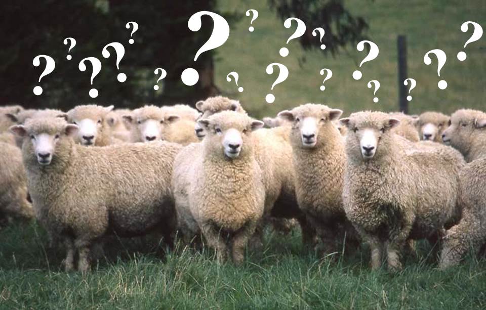 Sheep questions
