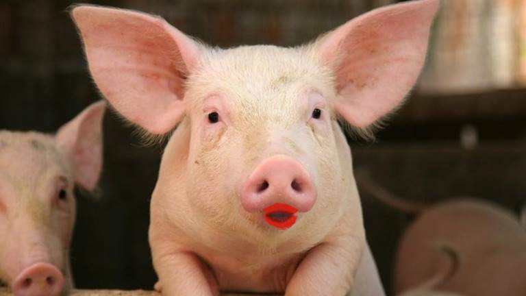 Pig, meet lipstick