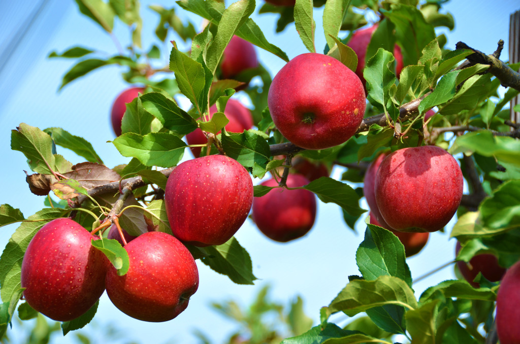 Ripe Fruit